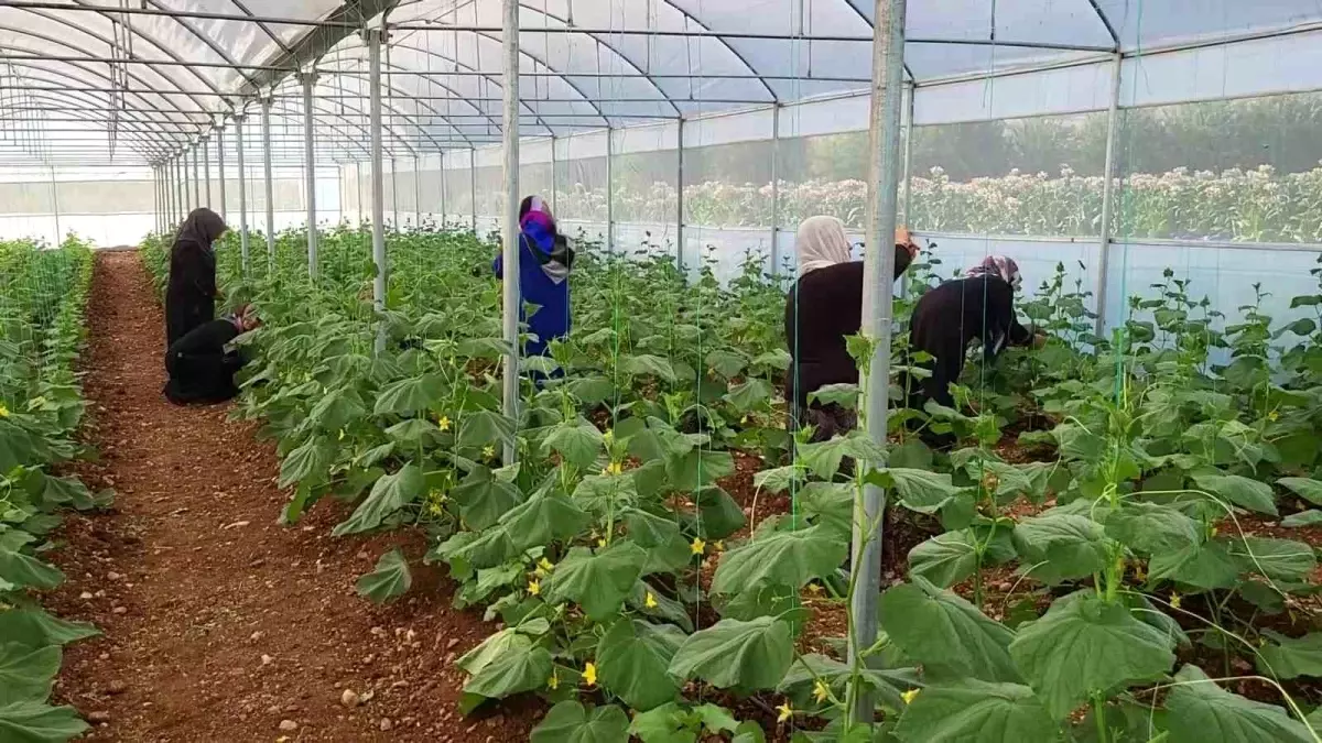 Adıyaman’da Kadın Kooperatifi Sera Kurdu, İlk Ürünleri Hasat Etti