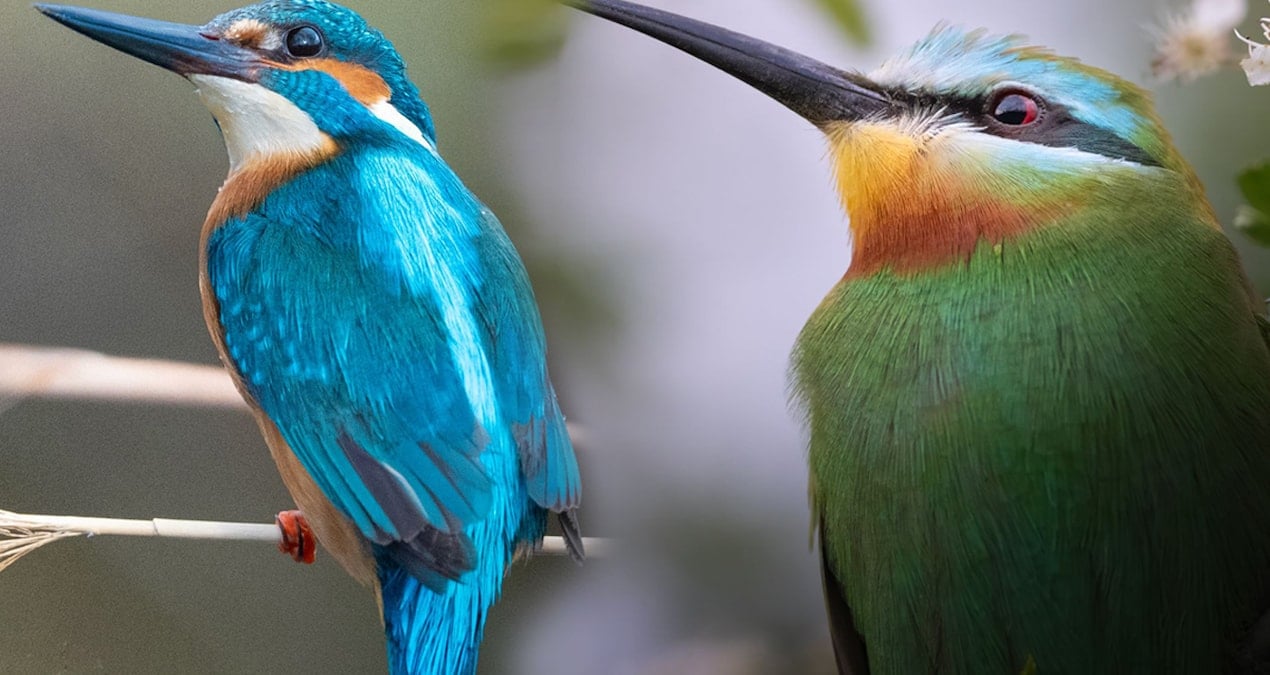 Kuş gözlem kampında tarihi an: İlk kez görüldü!